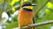 africa-uganda-bee-eater-shutterstock_379883404