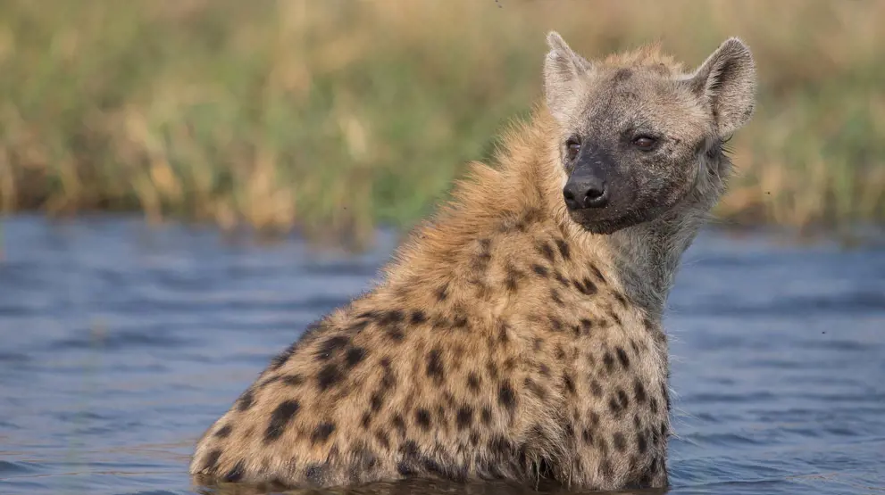 Botswana har et rikt dyreliv, hvor du blant annet kan se den sjeldne brune hyenen
