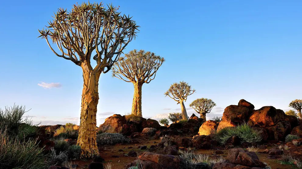 Quiver Tree-skogen i Namibia med de karakteristiske trærne