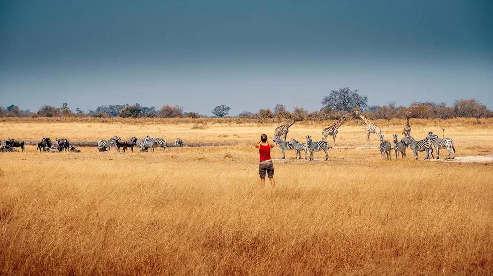 På safari i Botswana kan du se ville dyr som zebraer, giraffer og bøfler i deres naturlige habitat