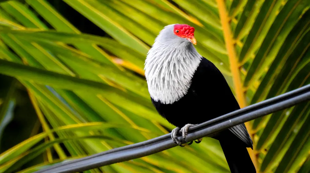 Seychellene har flere endemiske fuglearter som blåduen