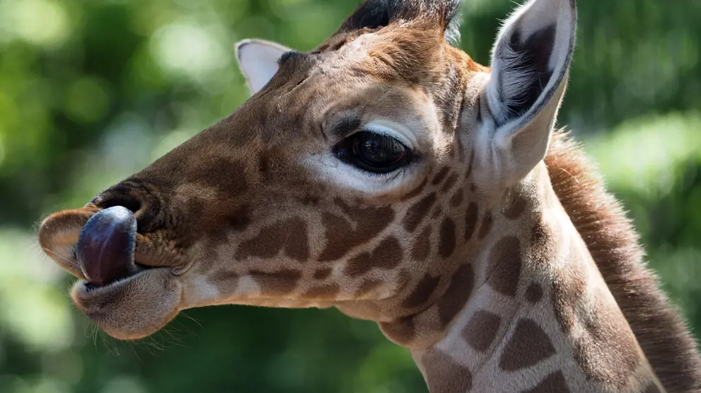 Kom helt tett på Rothschild-giraffer i Giraffe Centre i Nairobi