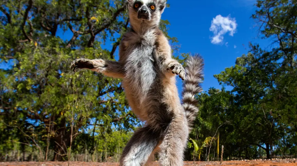Se ringhalelemurer på Madagaskar