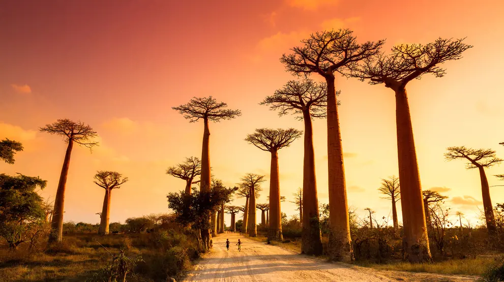 De storslåtte baobabtrærne i solnedgangen