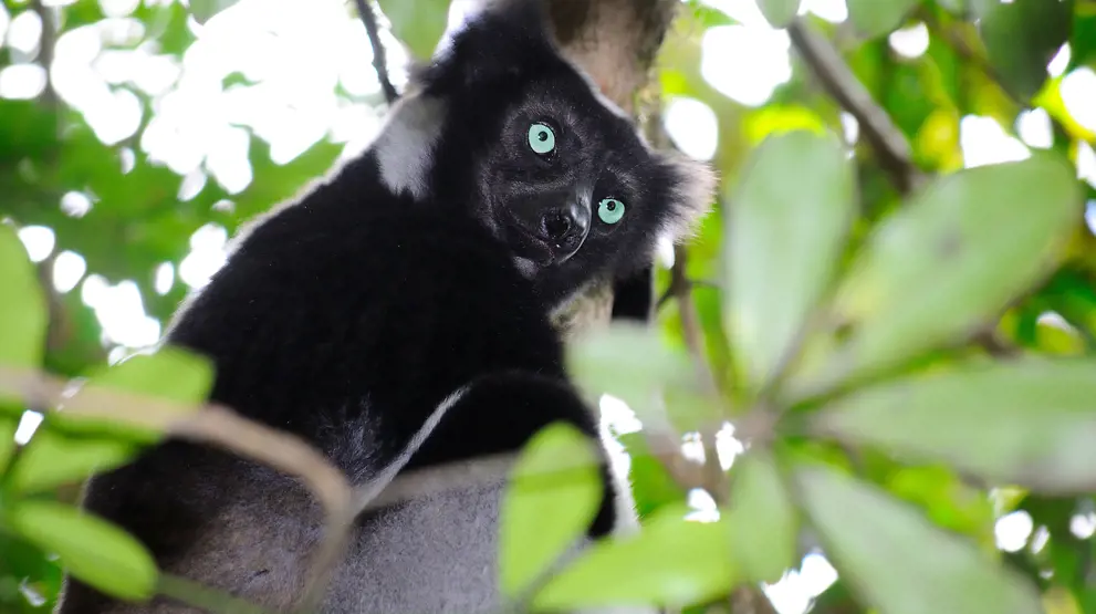 Indri-lemuren i Andasibe Special Reserve