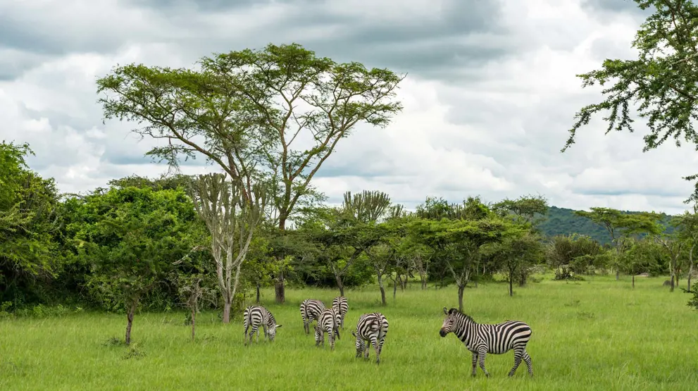 Opplev roen blant det afrikanske landskapet og se ville zebraer slentre forbi