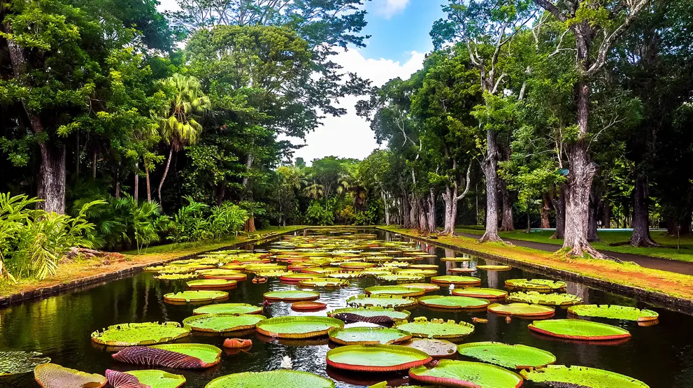 Den botaniske hagen med store vannliljer i det nordlige Mauritius