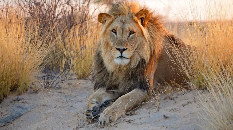 Majestetisk løve i Botswanas Kalahariørken