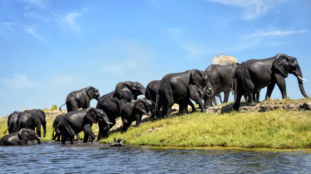 Afrikas største bestand av elefanter kan du oppleve i Chobe National Park