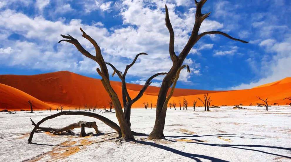 Karakteristiske døde trær og høye røde sanddyner i Sossusvlei