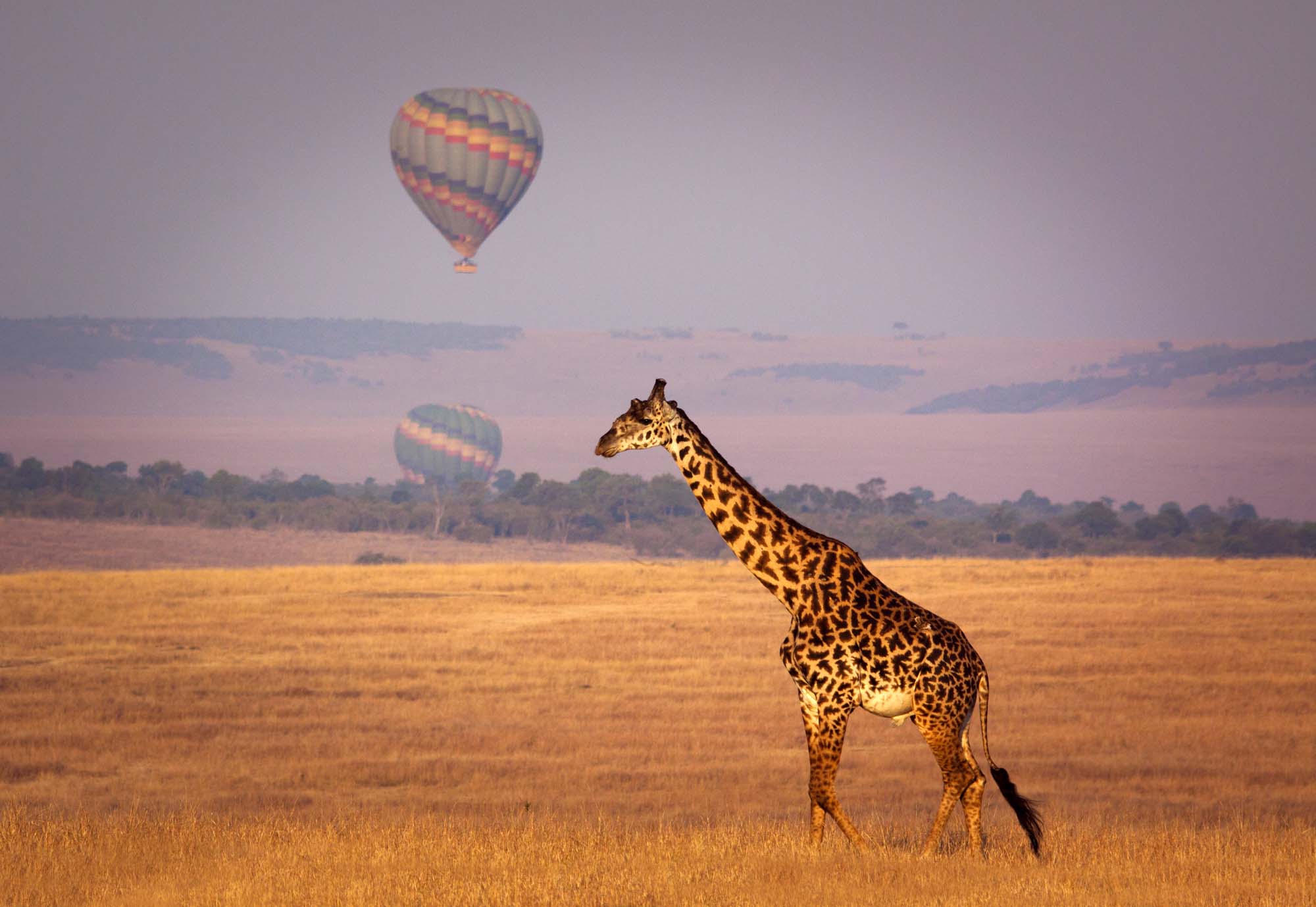Sjiraff og varmluftballonger i Masai Mara, Kenya 