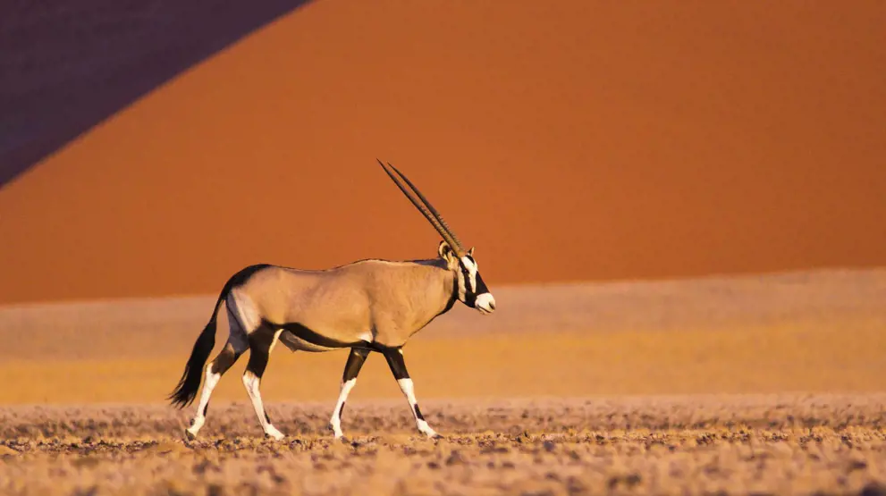Sabelantilope i det ikoniske røde ørkenlandskapet i Namibia