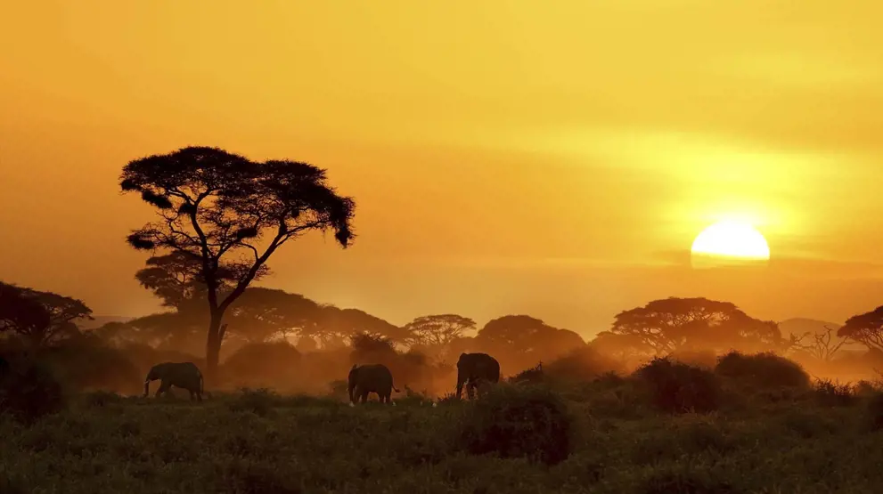 Se den karakteristiske gyldne solnedgangen over den stille savannen i Kenya