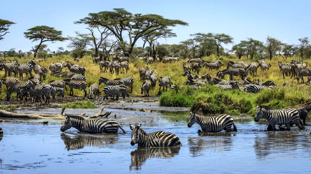 Reiser til Tanzania byr på sebraer i berømte Serengeti National Park