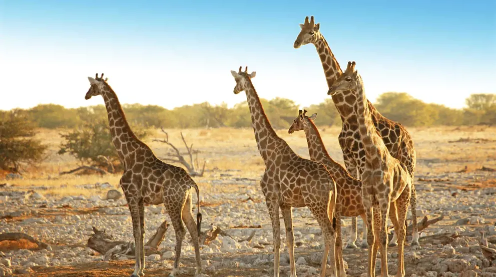  Se blant annet giraffer på safari i Botswana