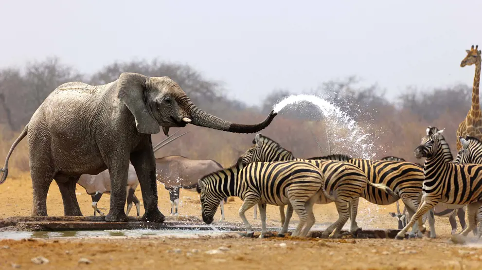 Elefanter, sebraer og bukker ved vannhullet i Etosha National Park