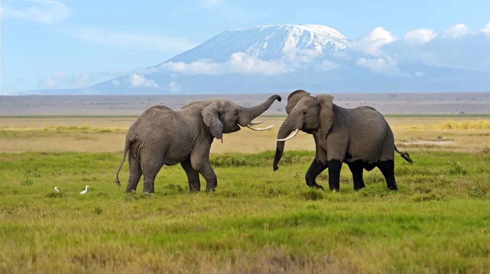 Besøk flotte Amboseli nasjonalpark med Kilimanjaro som bakgrunn